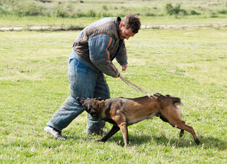 training of belgian shepherd