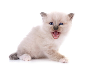 kitten birman cat in studio