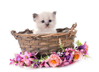 kitten birman cat in studio