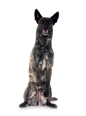 Dutch Shepherd in studio