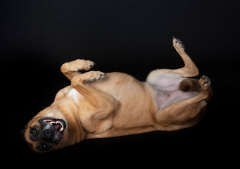 malinois in studio