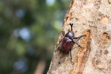 Rhinoceros beetles on the tree