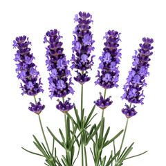 Obraz premium Five vibrant lavender sprigs, isolated on a transparent background, showcasing their delicate purple blooms. background removed
