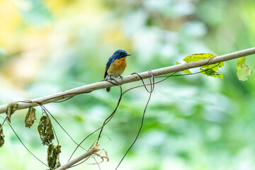 Tickell's blue flycatcher perched on a tree branch against nice green blurred back ground.