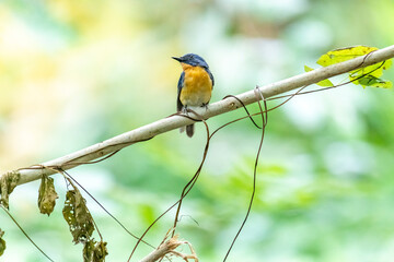Tickell's blue flycatcher perched on a tree branch against nice green blurred back ground.