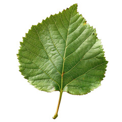 Obraz premium A single, vibrant green leaf with intricate venation, isolated on a transparent background. background removed