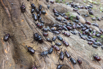 Dozens of beetles gathering around tree trunk