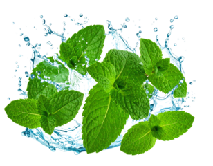 Fresh green mint leaves splashing in clear water isolated on transparent background