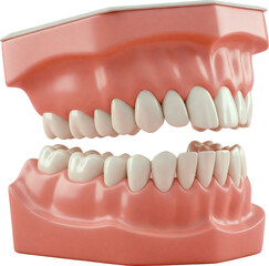 Obraz premium 구강 모형 이빨