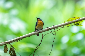 Tickell's blue flycatcher perched on a tree branch against nice green blurred back ground.