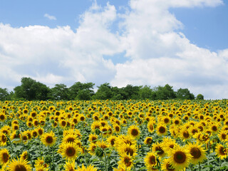 北竜町のヒマワリ畑