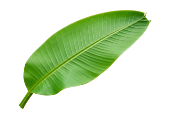 Isolated vibrant green leaf showing detailed vein structure on transparent background