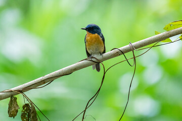 Fototapeta premium Tickell's blue flycatcher perched on a tree branch against nice green blurred back ground.