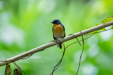 Tickell's blue flycatcher perched on a tree branch against nice green blurred back ground.