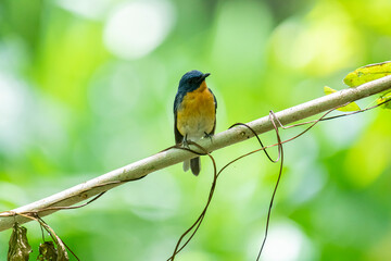 Tickell's blue flycatcher perched on a tree branch against nice green blurred back ground.