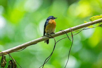 Fototapeta premium Tickell's blue flycatcher perched on a tree branch against nice green blurred back ground.