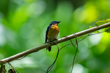 Tickell's blue flycatcher perched on a tree branch against nice green blurred back ground.