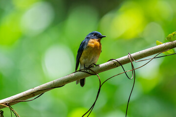 Tickell's blue flycatcher perched on a tree branch against nice green blurred back ground.