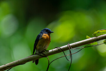 Tickell's blue flycatcher perched on a tree branch against nice green blurred back ground.
