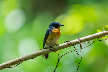 Tickell's blue flycatcher perched on a tree branch against nice green blurred back ground.