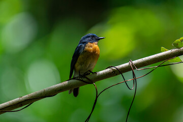 Tickell's blue flycatcher perched on a tree branch against nice green blurred back ground.