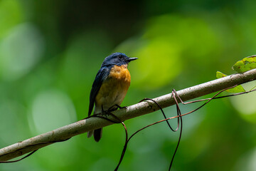 Tickell's blue flycatcher perched on a tree branch against nice green blurred back ground.