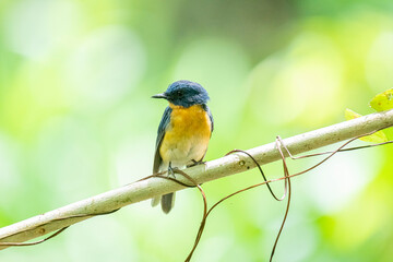 Tickell's blue flycatcher perched on a tree branch against nice green blurred back ground.