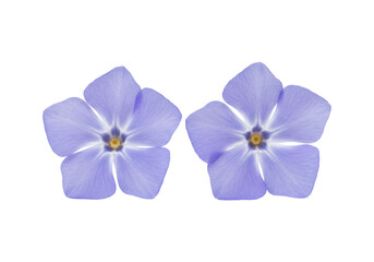 Obraz premium Two five petaled purple flowers isolated on transparent background clean floral design