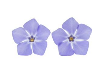 Two five petaled purple flowers isolated on transparent background clean floral design
