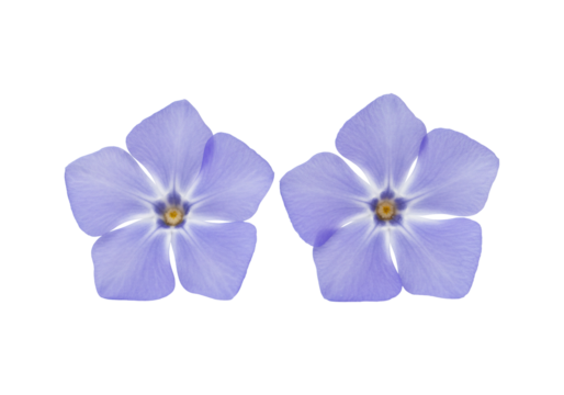 Two five petaled purple flowers isolated on transparent background clean floral design