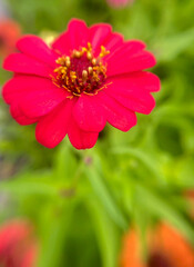 Obraz premium red dahlia flower in garden