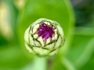 close up of a pink flower