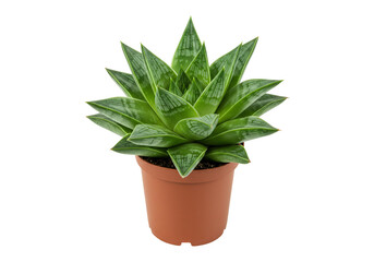 Obraz premium Green succulent plant in pot botanical indoor still life