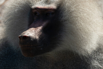 Baboon Face Portrait Closeup Animal