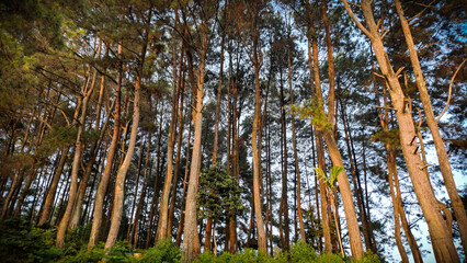 A serene pine forest bathed in warm sunlight, where tall slender trees reach gracefully toward the...