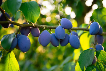 Ripe blue plums on a branch in a sunny orchard