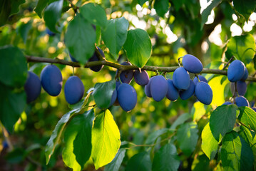 Ripe blue plums on a branch in a sunny orchard