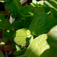 Mint ray. Photo of mint bush in bright sunbeam, summer mood.