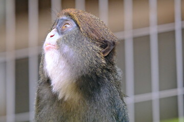 Brazzas Monkey Noticing Something