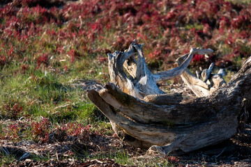 流木と秋の草原