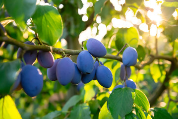 Ripe blue plums on a branch in a sunny orchard