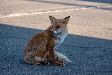 道路に座るキタキツネ