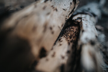 Macro photograph capturing ants swarming on a piece of tree bark outdoors, emphasizing their...