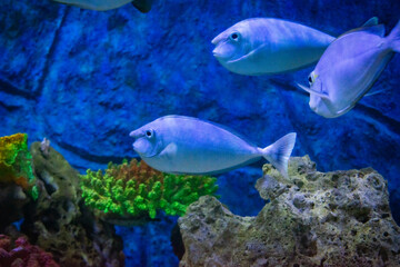 Fototapeta premium The bluespine unicornfish (Naso unicornis), also known as the short-nose unicornfish, is a species of marine ray-finned fish belonging to the family Acanthuridal.