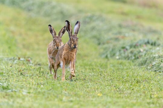 Zwei Feldhasen auf der gem&auml;hten Wiese