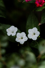 
Close-up of blooming garden flowers in natural light, showcasing delicate petals and vibrant colors. Artistic botanical photography with a soft blurred background.