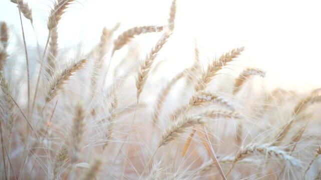 wheat field in summer