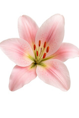 Photo of a delicate pink lily flower with visible stamens and pistil, showcasing its intricate details and soft petals, isolated on a clean transparent background for versatile design use