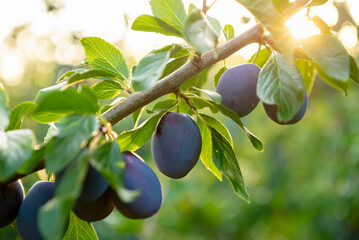 Ripe blue plums on a branch in a sunny orchard