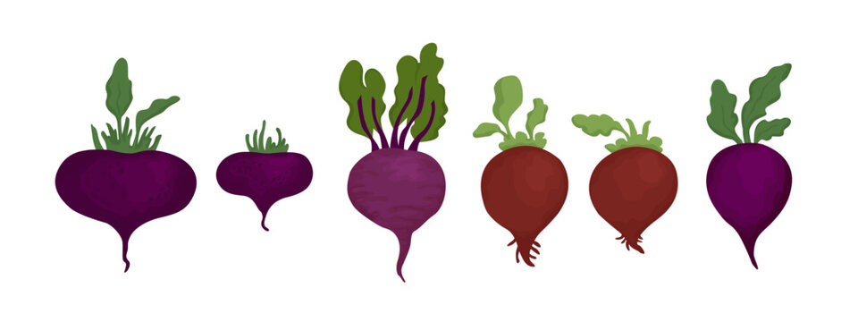 Set of fresh delicious beetroots isolated on white background. Healthy and tasty vegan products, vegetarian food vector illustration in flat style.